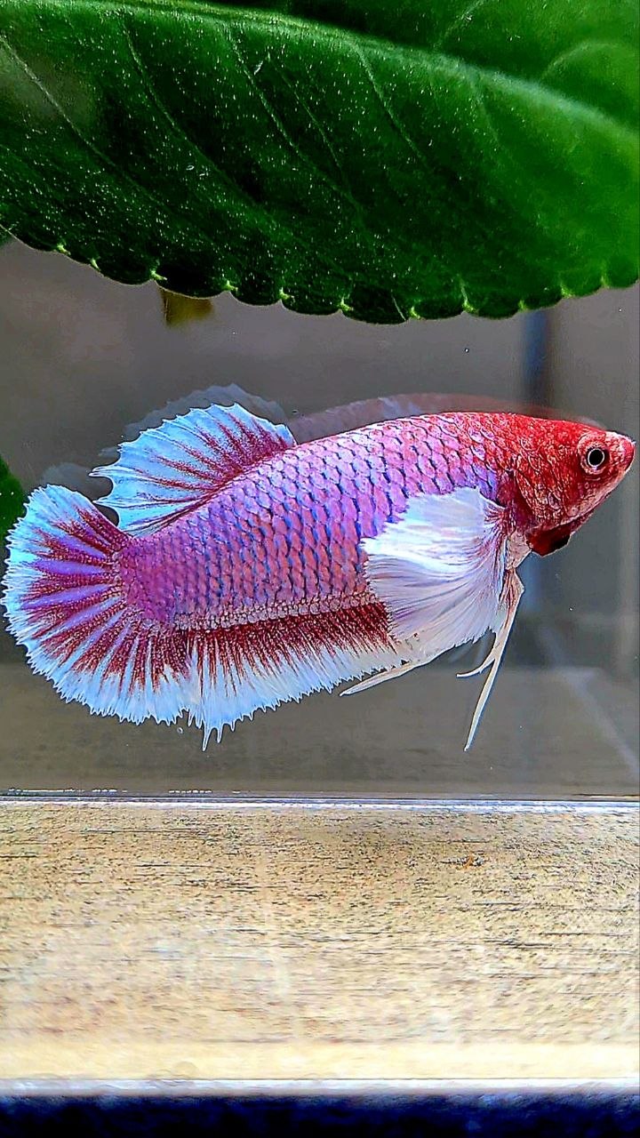 FEMALE PLAKAT DUMBO EAR PURPLE LAVENDER RED HEAD BETTA FISH