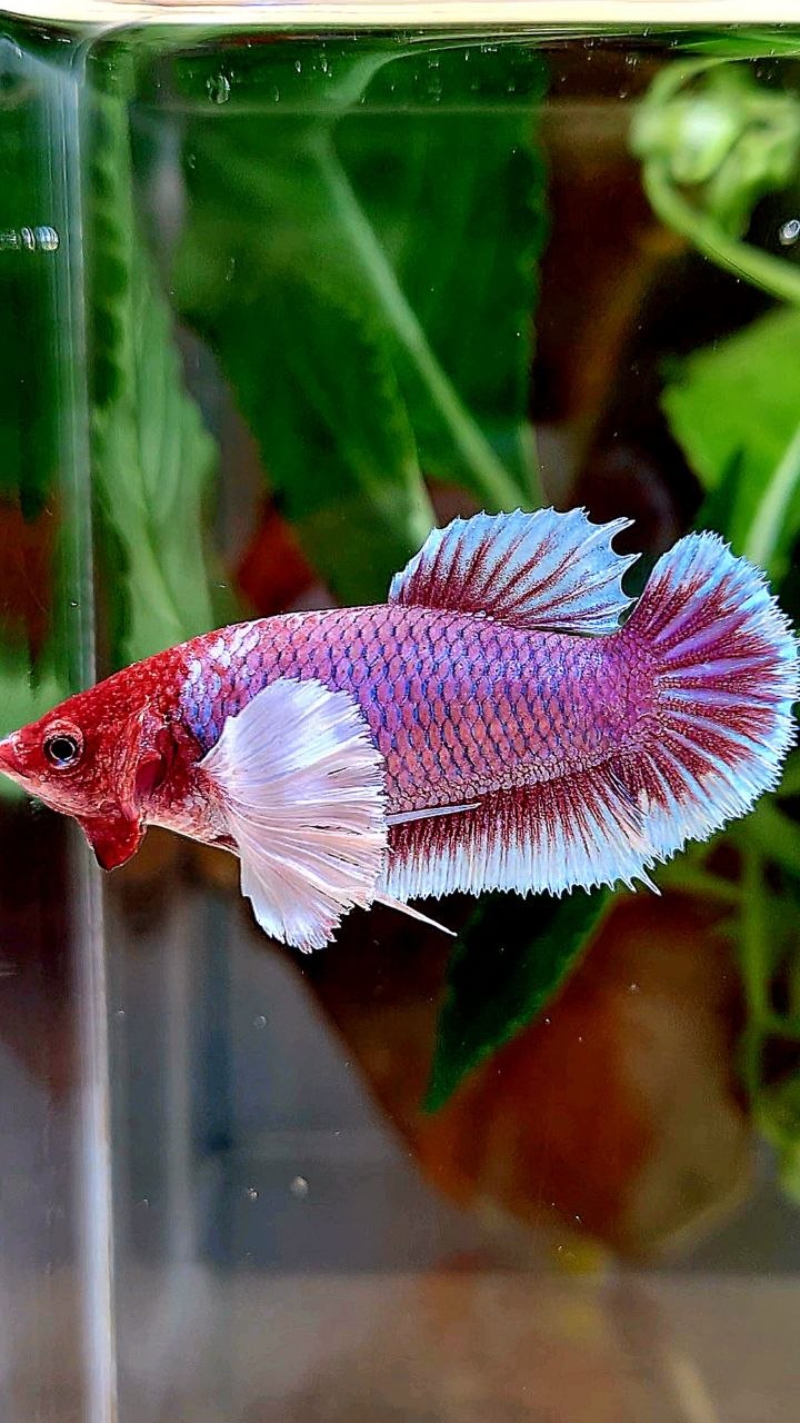 FEMALE PLAKAT DUMBO EAR PURPLE LAVENDER RED HEAD BETTA FISH