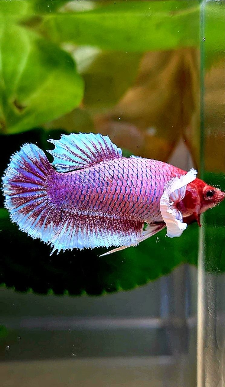 FEMALE PLAKAT DUMBO EAR PURPLE LAVENDER RED HEAD BETTA FISH