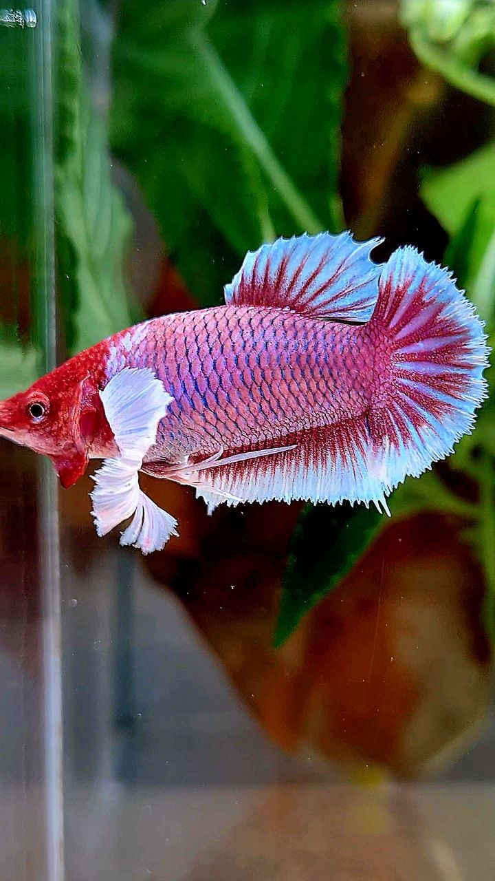 FEMALE PLAKAT DUMBO EAR PURPLE LAVENDER RED HEAD BETTA FISH