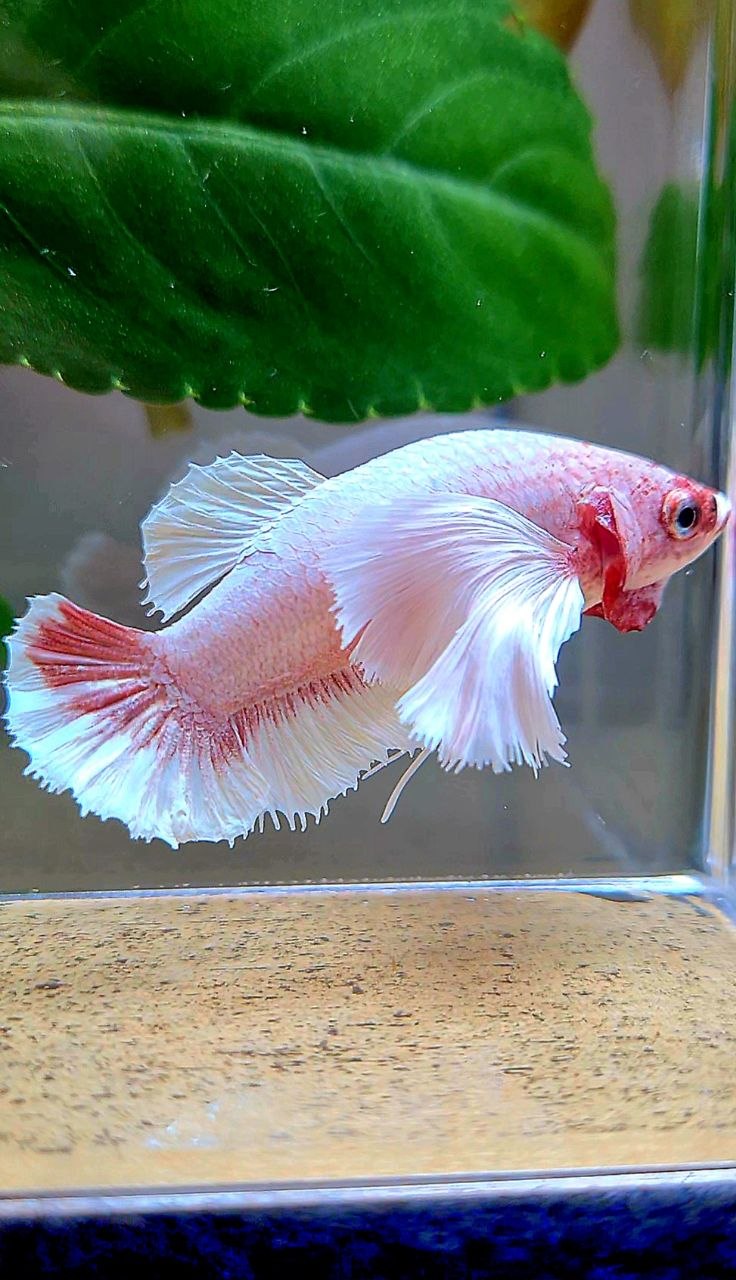 FEMALE PLAKAT SUPER DUMBO EAR WHITE LAVENDER BETTA FISH