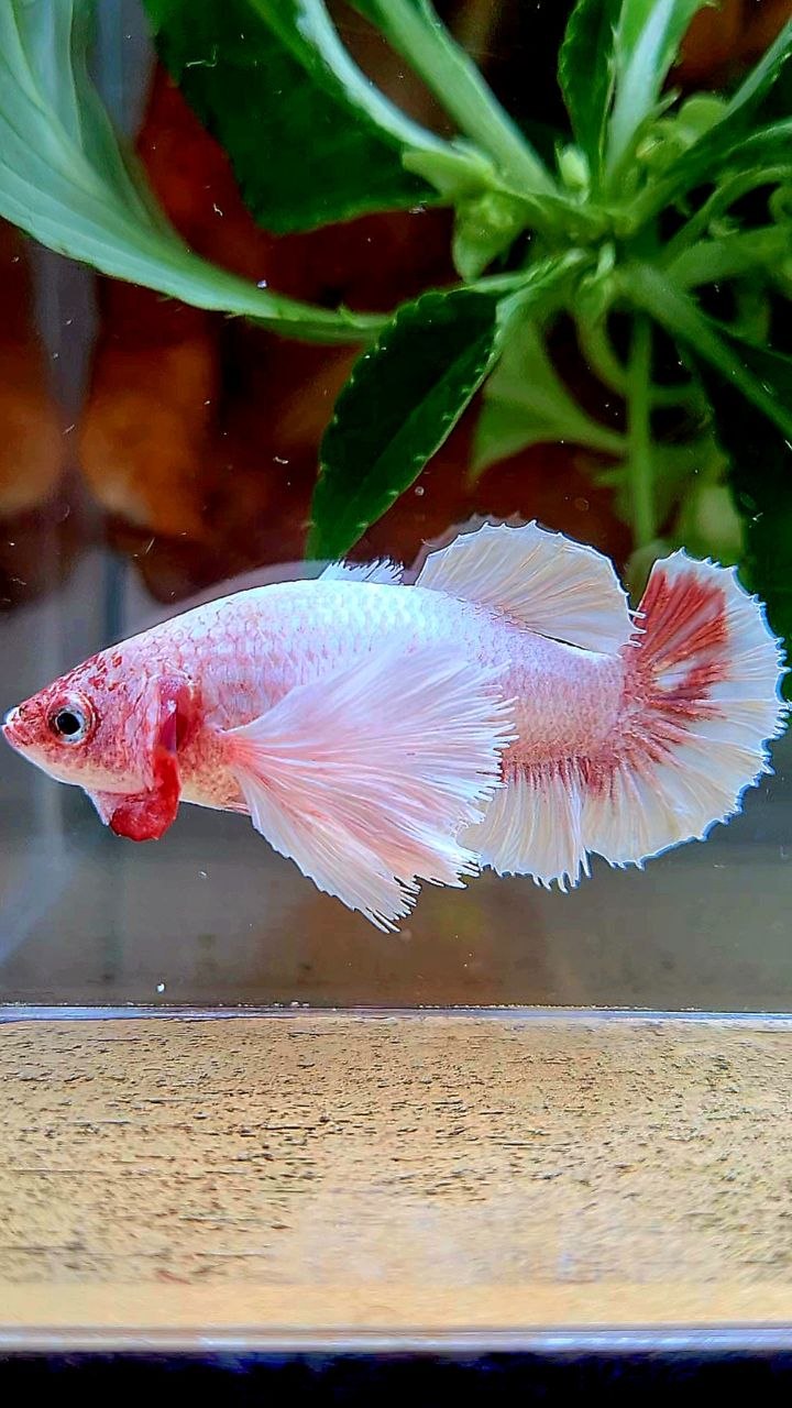 FEMALE PLAKAT SUPER DUMBO EAR WHITE LAVENDER BETTA FISH