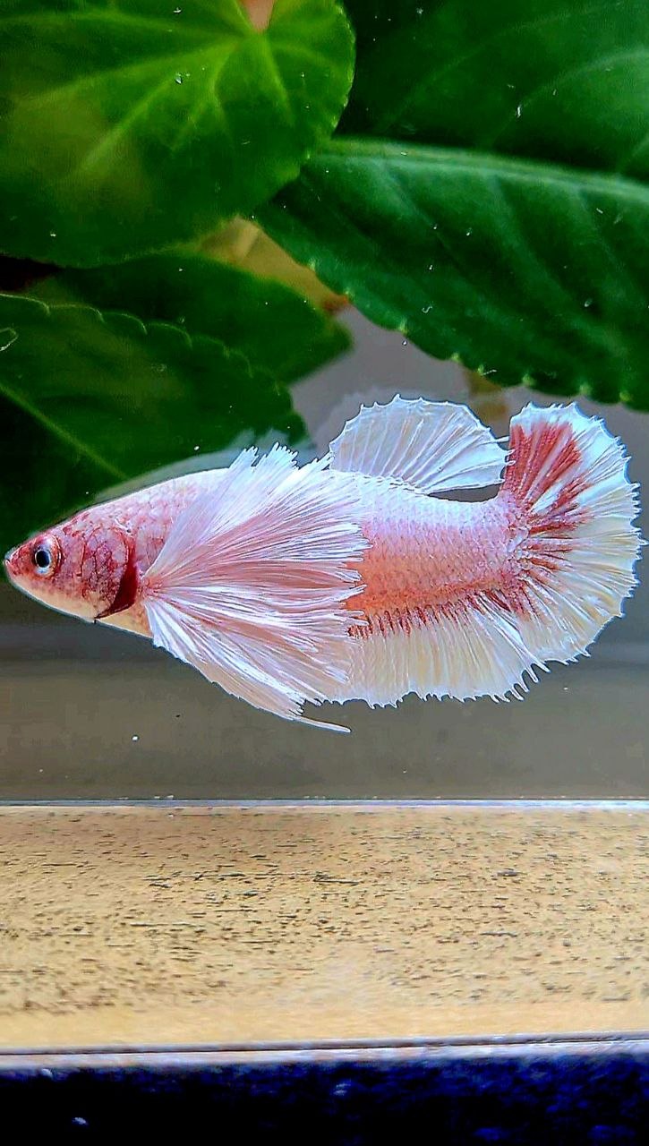 FEMALE PLAKAT SUPER DUMBO EAR WHITE LAVENDER BETTA FISH