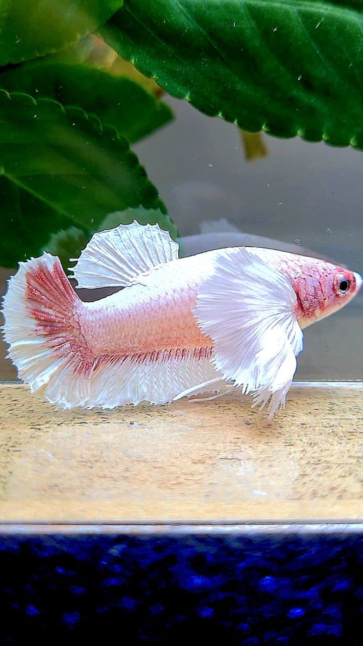 FEMALE PLAKAT SUPER DUMBO EAR WHITE LAVENDER BETTA FISH