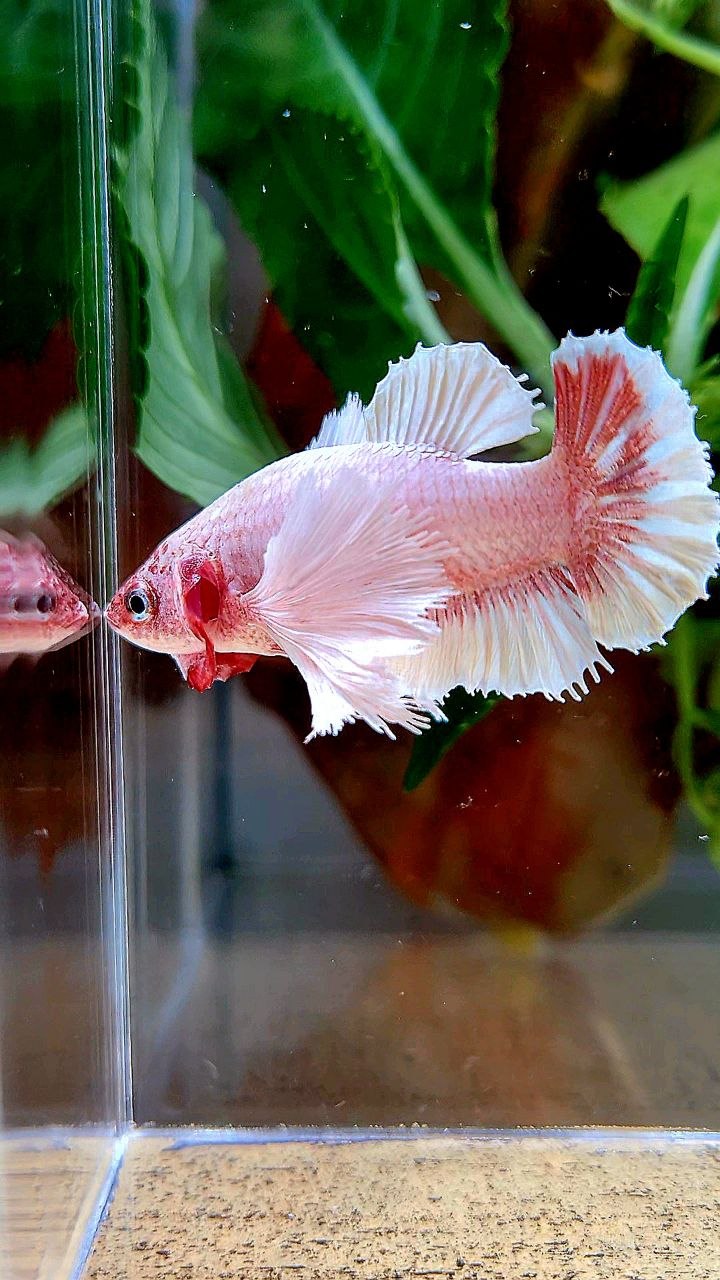 FEMALE PLAKAT SUPER DUMBO EAR WHITE LAVENDER BETTA FISH