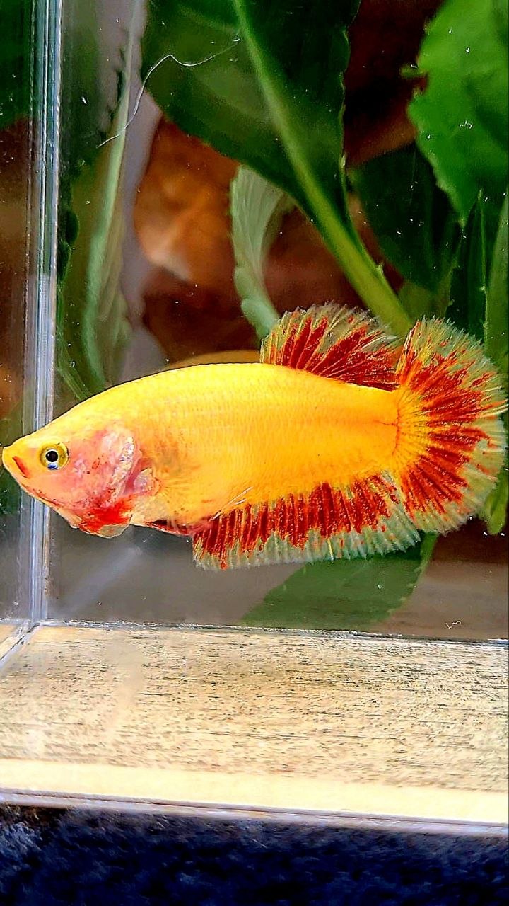 LUXURY FEMALE PLAKAT SUPER FIRE ARMAGEDDON BETTA FISH