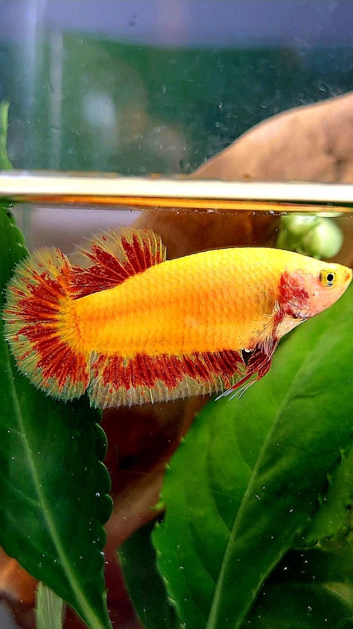 LUXURY FEMALE PLAKAT SUPER FIRE ARMAGEDDON BETTA FISH
