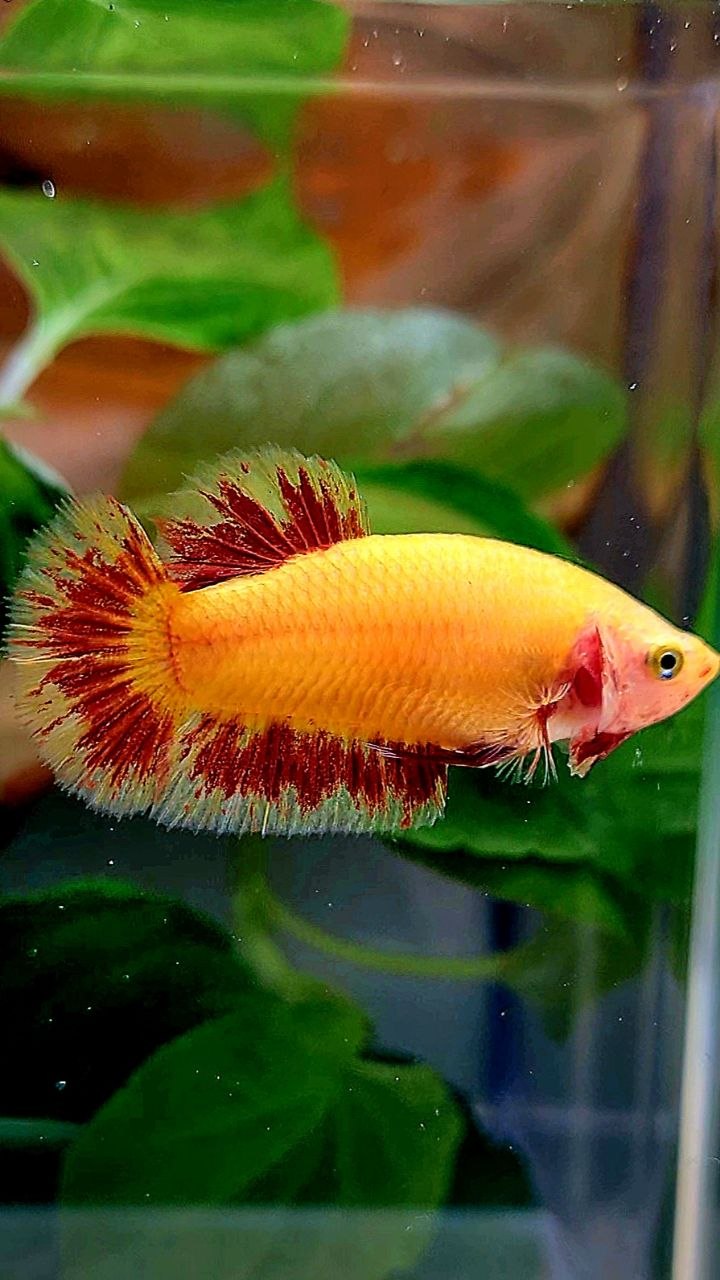 LUXURY FEMALE PLAKAT SUPER FIRE ARMAGEDDON BETTA FISH
