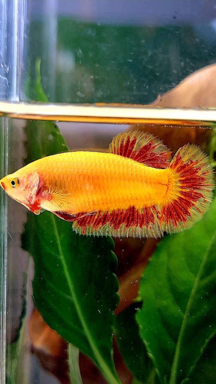 LUXURY FEMALE PLAKAT SUPER FIRE ARMAGEDDON BETTA FISH