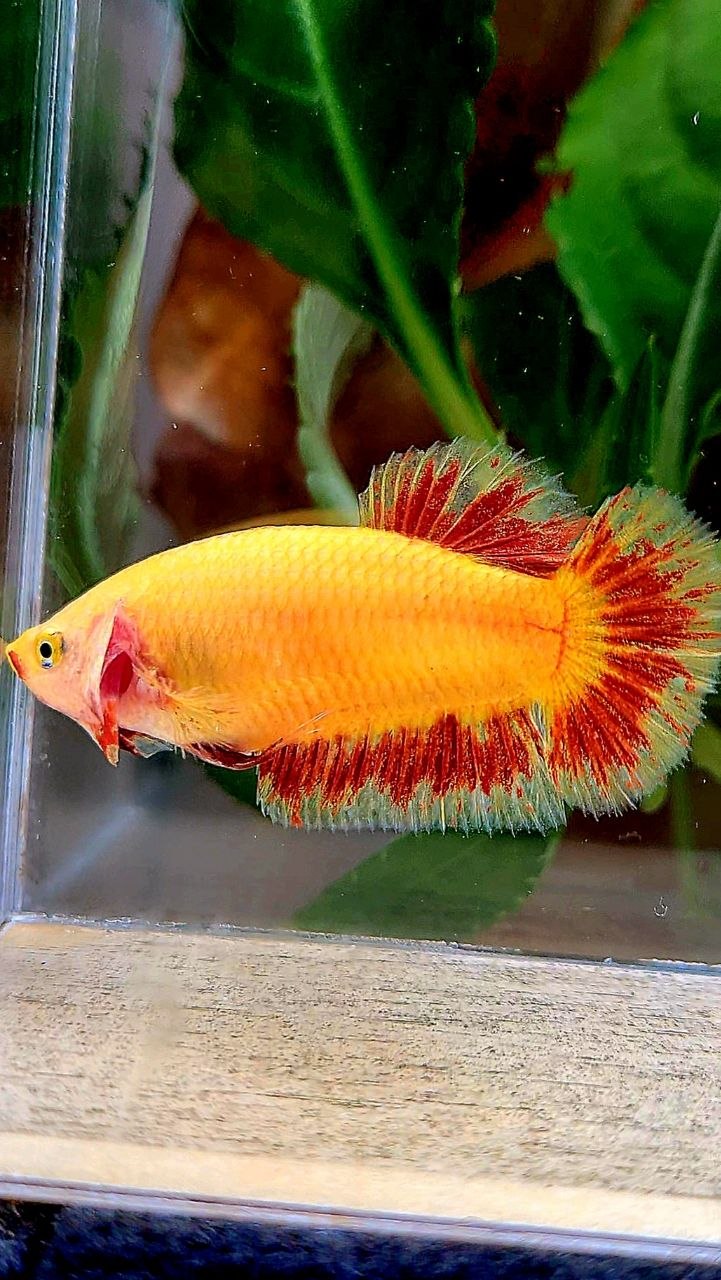 LUXURY FEMALE PLAKAT SUPER FIRE ARMAGEDDON BETTA FISH