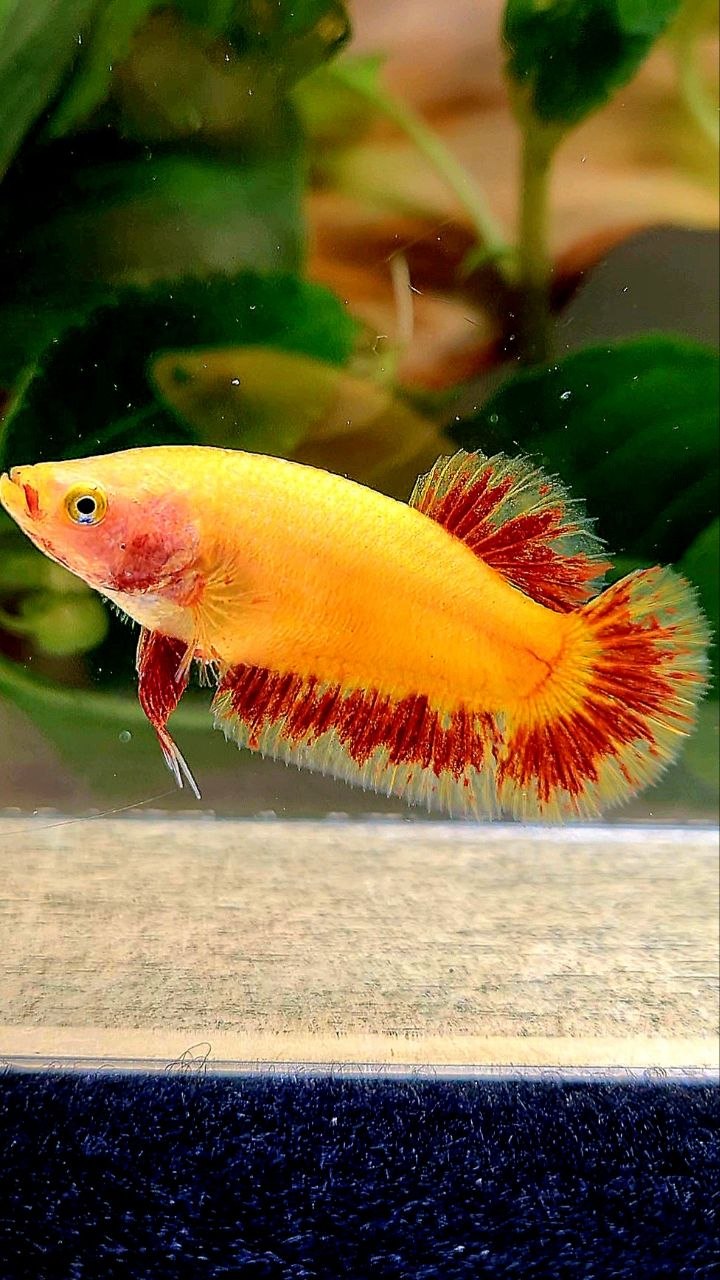 LUXURY FEMALE PLAKAT SUPER FIRE ARMAGEDDON BETTA FISH