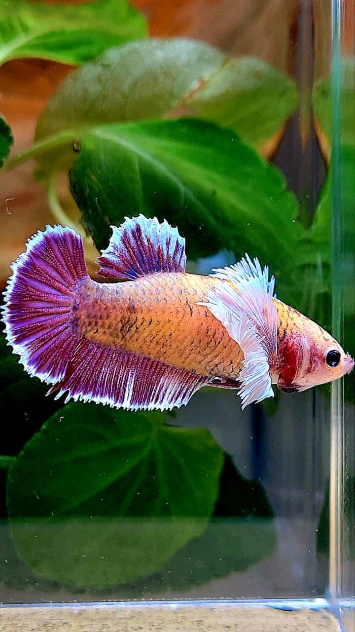 FEMALE PLAKAT DUMBO EAR PURPLE MASCOT BETTA FISH