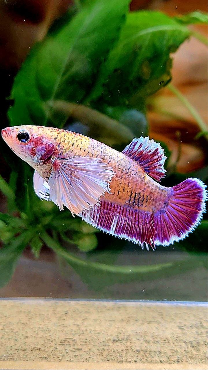 FEMALE PLAKAT DUMBO EAR PURPLE MASCOT BETTA FISH