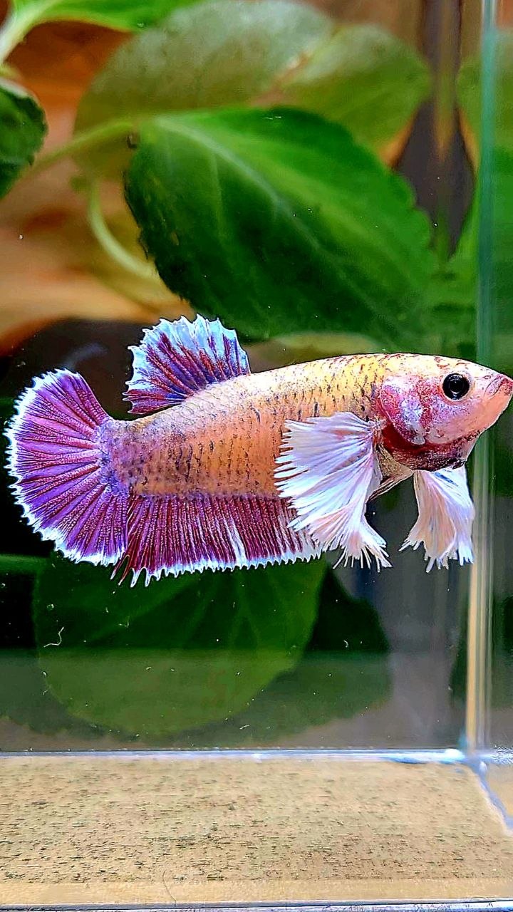 FEMALE PLAKAT DUMBO EAR PURPLE MASCOT BETTA FISH