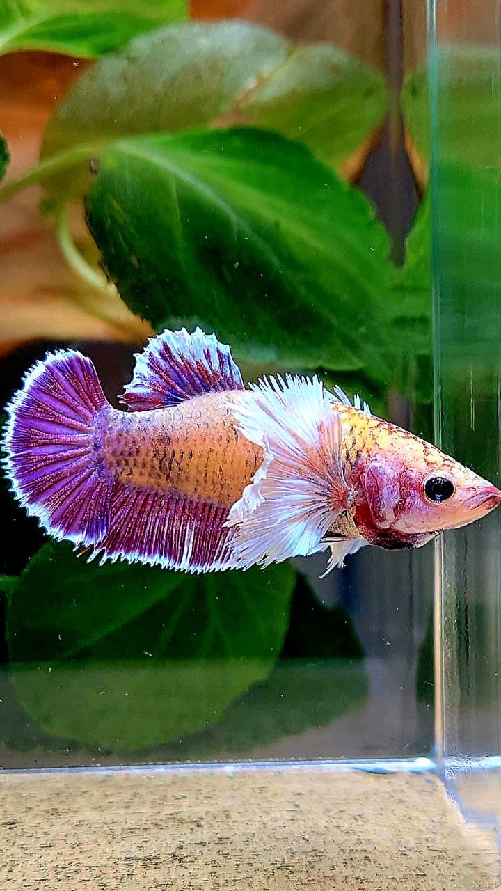 FEMALE PLAKAT DUMBO EAR PURPLE MASCOT BETTA FISH