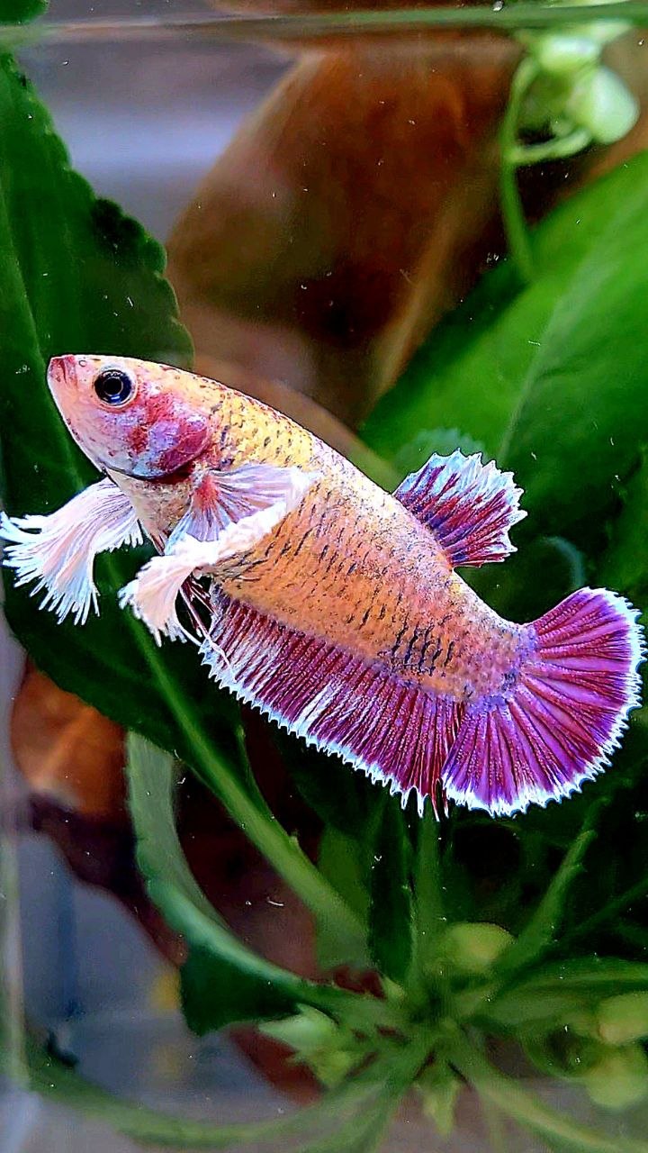 FEMALE PLAKAT DUMBO EAR PURPLE MASCOT BETTA FISH
