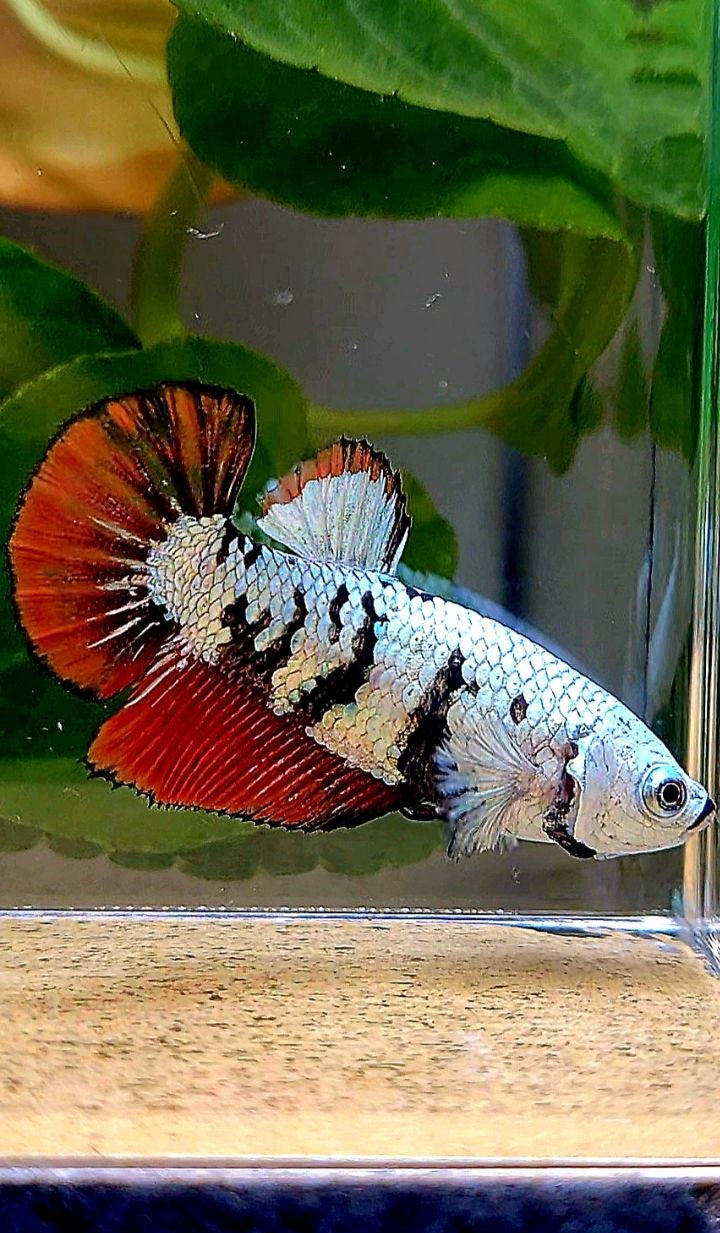 LUXURY FEMALE HALFMOON RED MAMBA SNOW UNIQUE PATTERN BETTA FISH