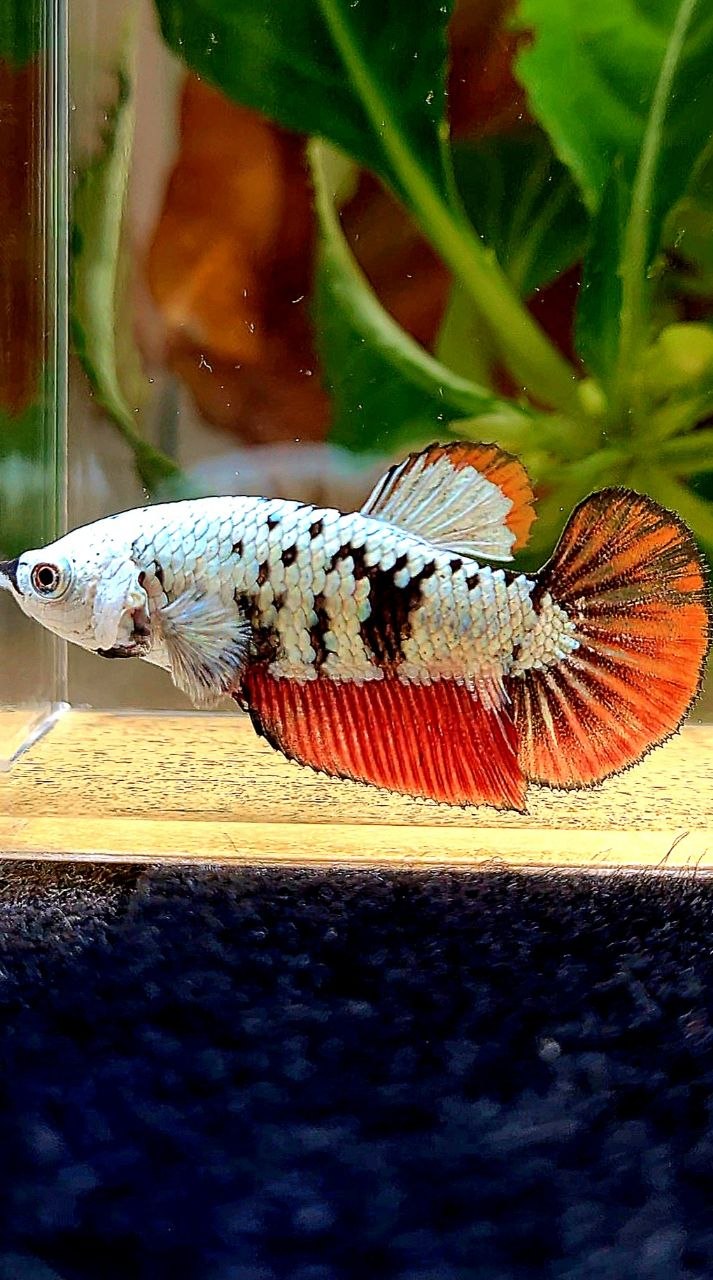 LUXURY FEMALE HALFMOON RED MAMBA SNOW UNIQUE PATTERN BETTA FISH