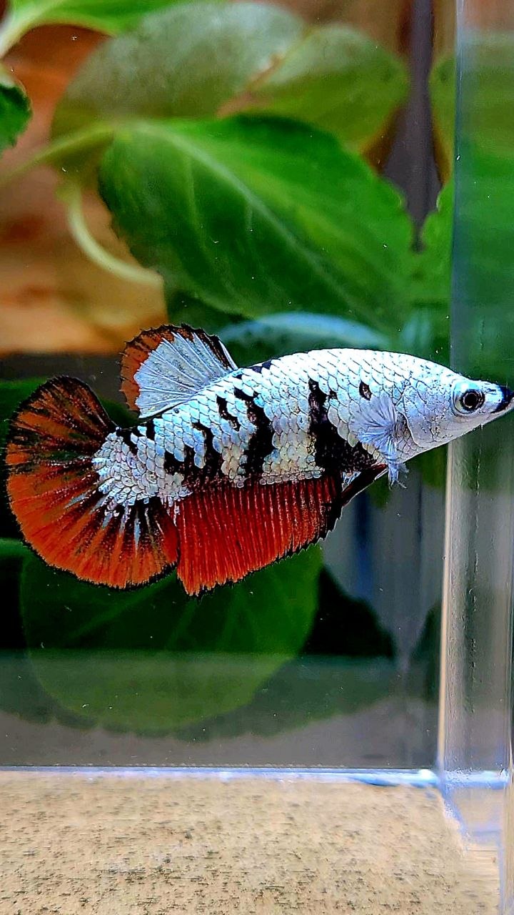LUXURY FEMALE HALFMOON RED MAMBA SNOW UNIQUE PATTERN BETTA FISH