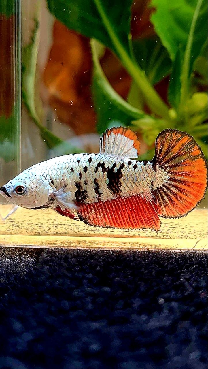 LUXURY FEMALE HALFMOON RED MAMBA SNOW UNIQUE PATTERN BETTA FISH