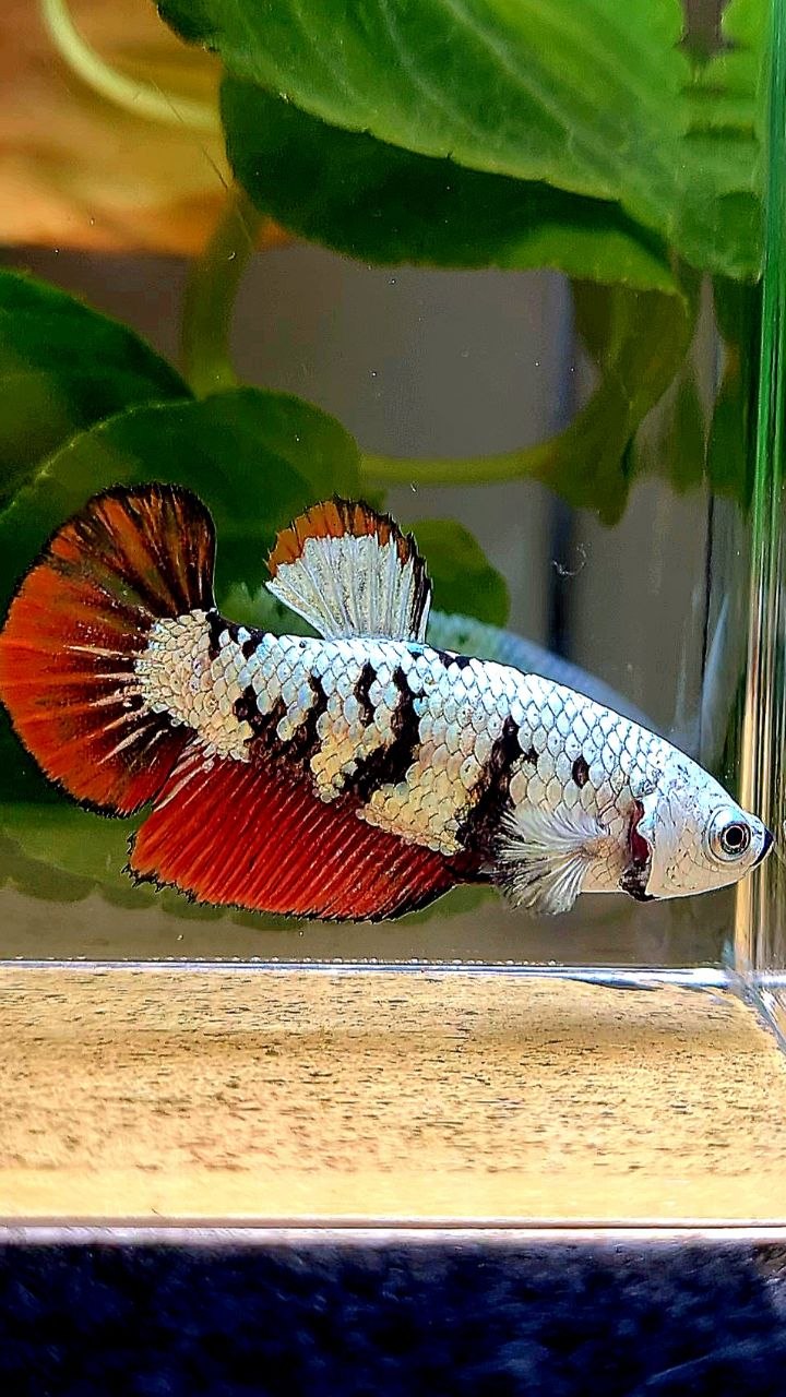 LUXURY FEMALE HALFMOON RED MAMBA SNOW UNIQUE PATTERN BETTA FISH