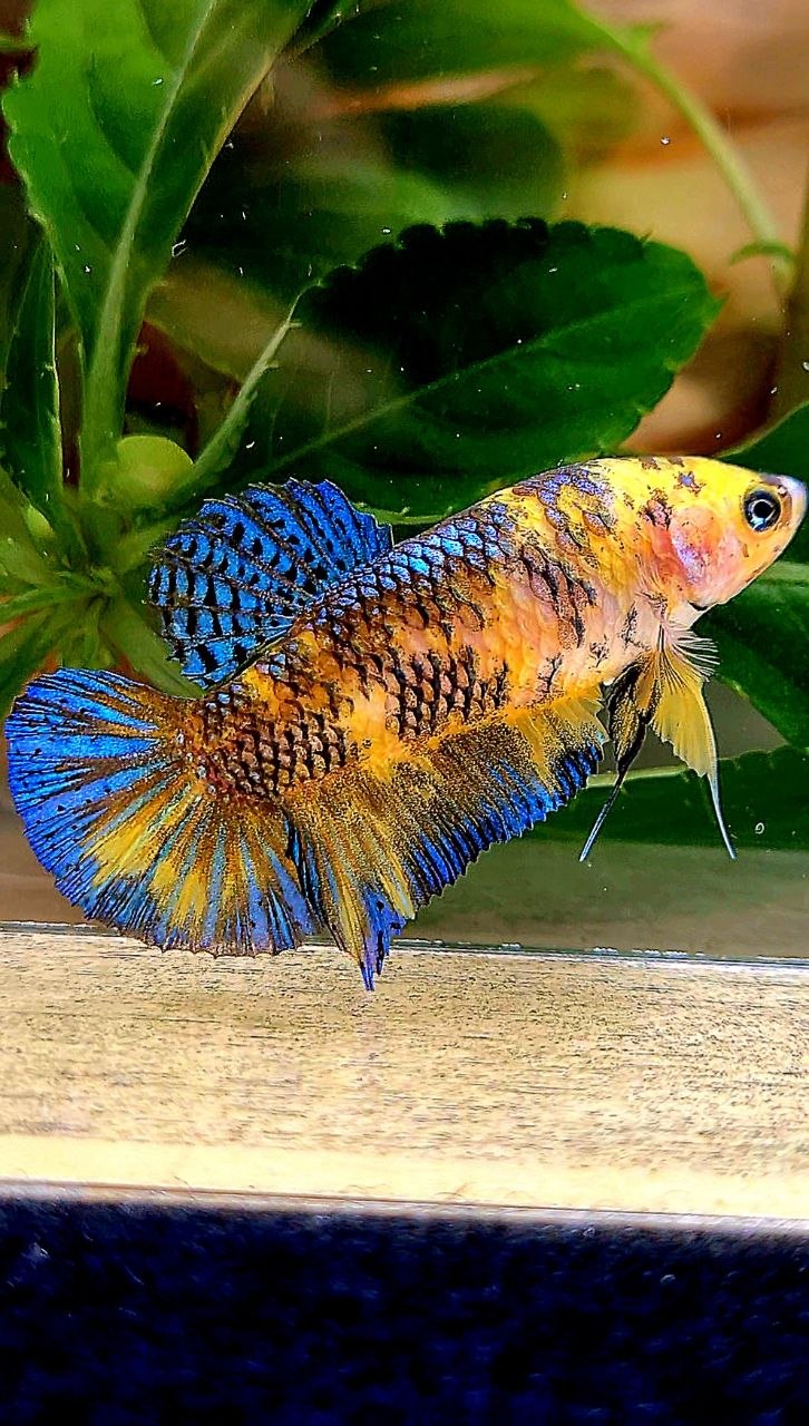 FEMALE PLAKAT YELLOW METALLIC BLUE MULTICOLOR BETTA FISH