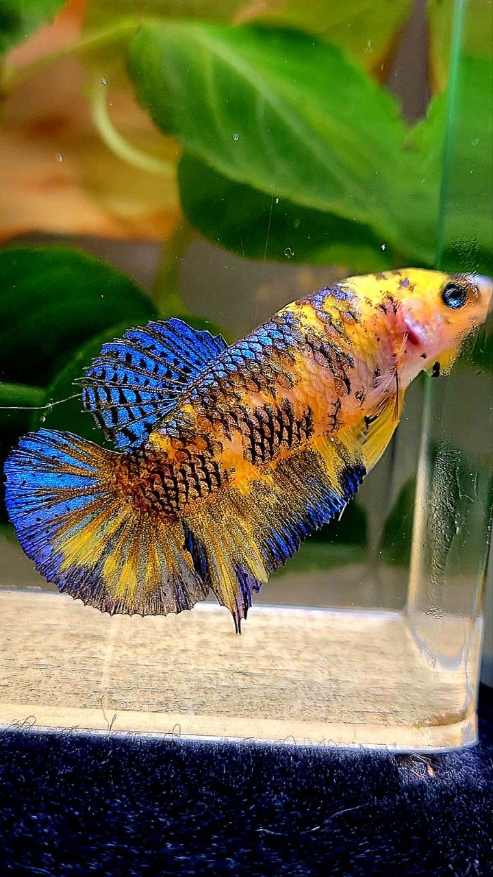 FEMALE PLAKAT YELLOW METALLIC BLUE MULTICOLOR BETTA FISH