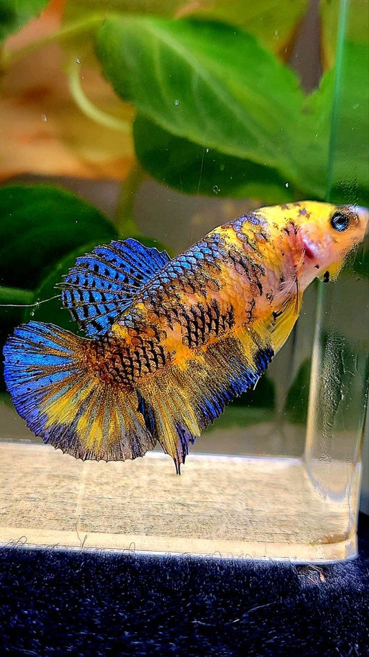 FEMALE PLAKAT YELLOW METALLIC BLUE MULTICOLOR BETTA FISH