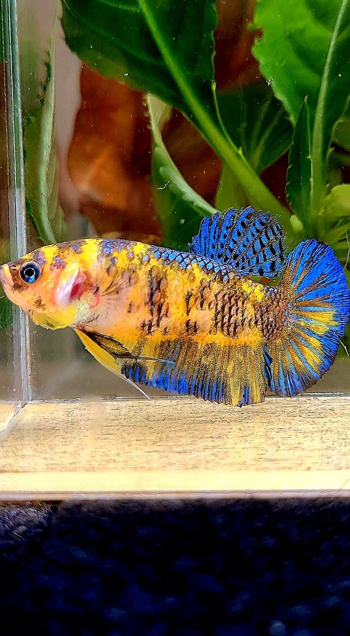 FEMALE PLAKAT YELLOW METALLIC BLUE MULTICOLOR BETTA FISH