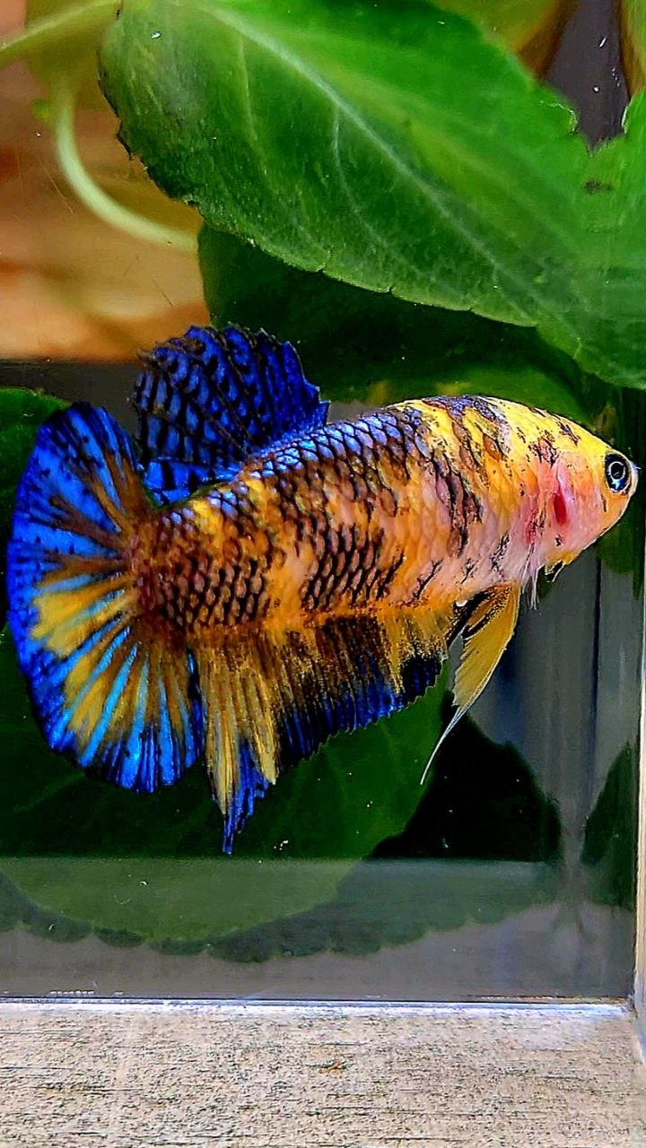 FEMALE PLAKAT YELLOW METALLIC BLUE MULTICOLOR BETTA FISH