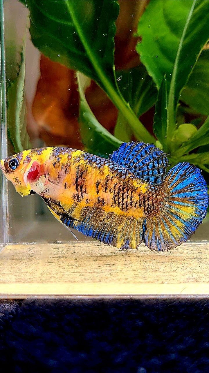 FEMALE PLAKAT YELLOW METALLIC BLUE MULTICOLOR BETTA FISH