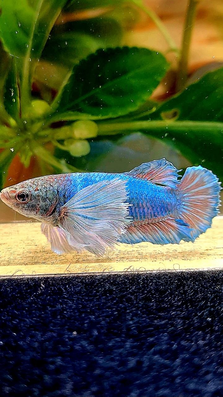 FEMALE PLAKAT SUPER DUMBO EAR BLUE GREEN BETTA FISH