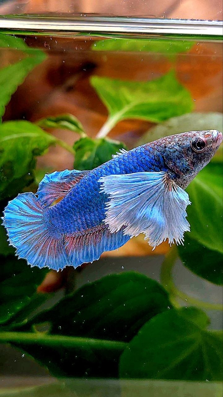 FEMALE PLAKAT SUPER DUMBO EAR BLUE GREEN BETTA FISH
