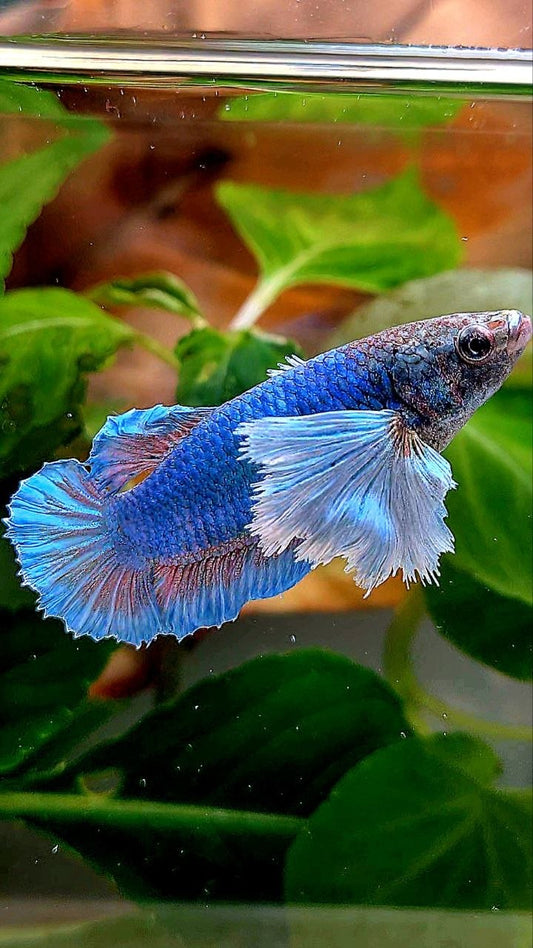 FEMALE PLAKAT SUPER DUMBO EAR BLUE GREEN BETTA FISH