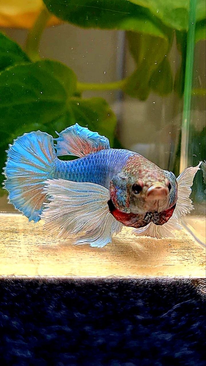 FEMALE PLAKAT SUPER DUMBO EAR BLUE GREEN BETTA FISH