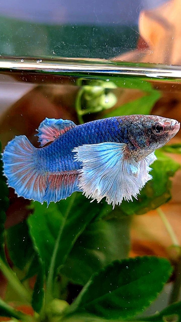 FEMALE PLAKAT SUPER DUMBO EAR BLUE GREEN BETTA FISH