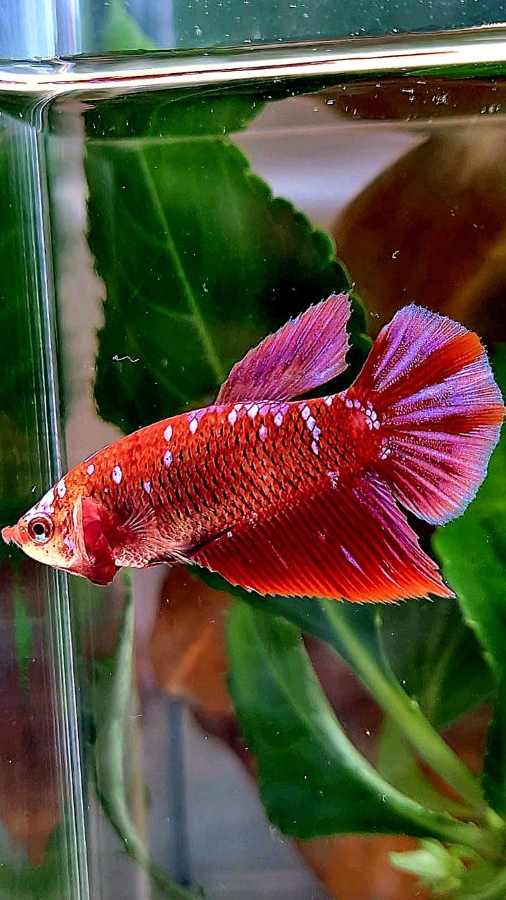 FEMALE HALFMOON RED PURPLE GALAXY RPG BETTA FISH