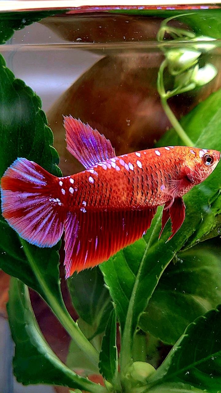 FEMALE HALFMOON RED PURPLE GALAXY RPG BETTA FISH