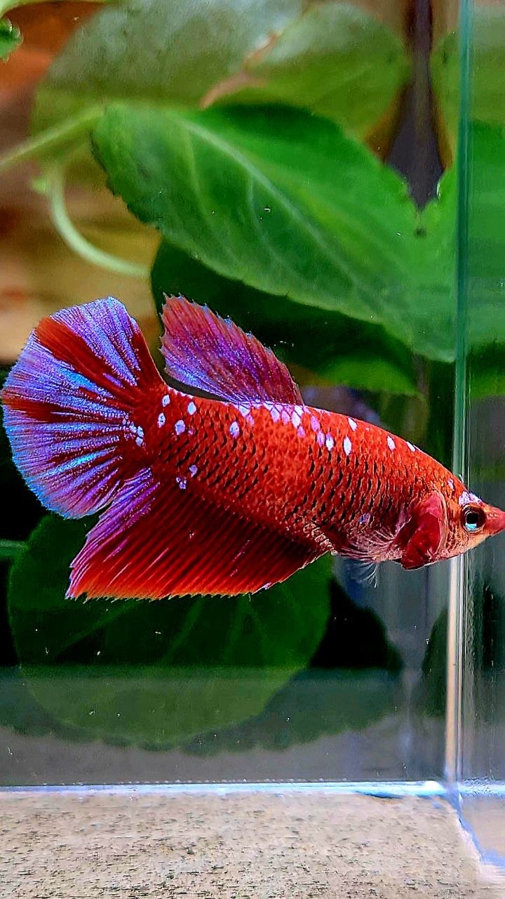 FEMALE HALFMOON RED PURPLE GALAXY RPG BETTA FISH