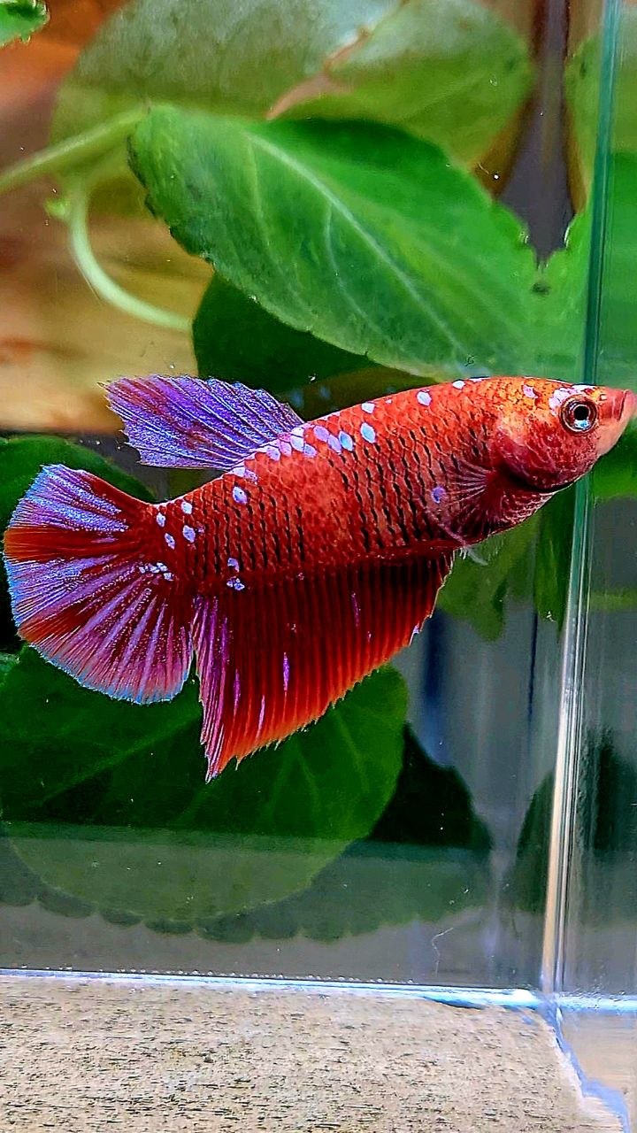 FEMALE HALFMOON RED PURPLE GALAXY RPG BETTA FISH
