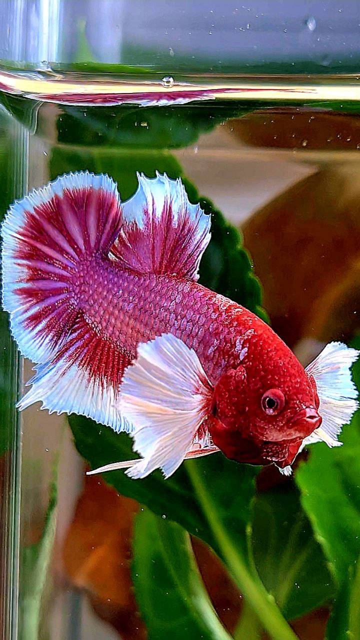 PLAKAT DUMBO EAR PURPLE RED HEAD LAVENDER BETTA FISH