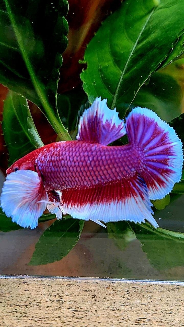 PLAKAT DUMBO EAR PURPLE RED HEAD LAVENDER BETTA FISH
