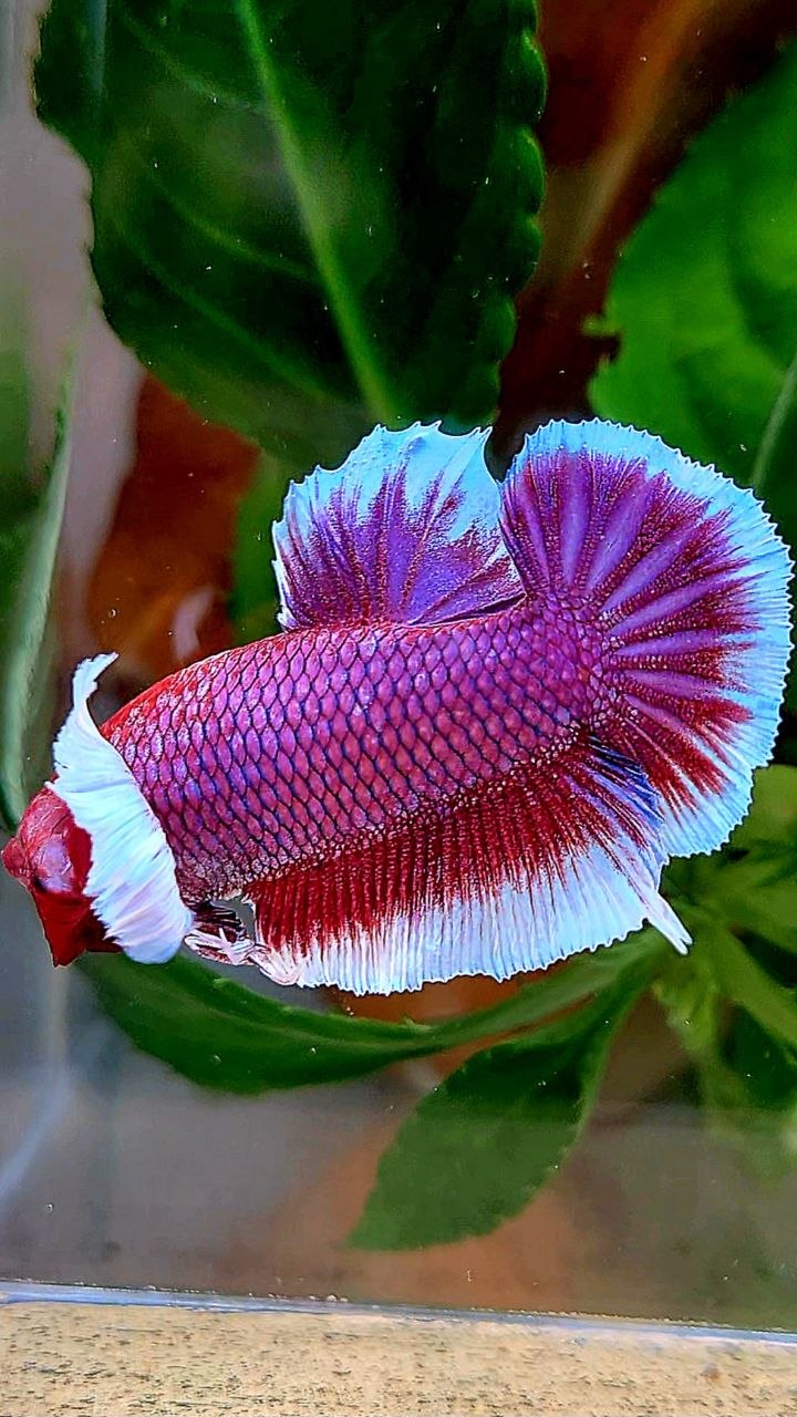 PLAKAT DUMBO EAR PURPLE RED HEAD LAVENDER BETTA FISH