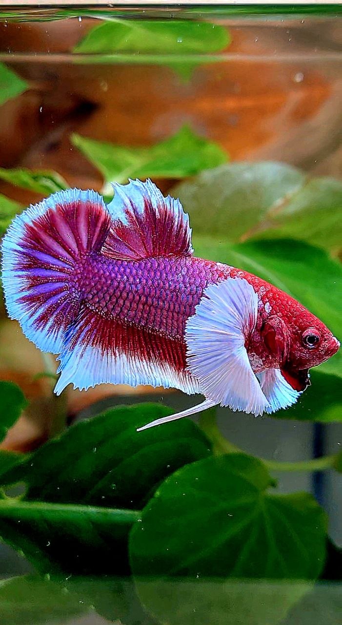 PLAKAT DUMBO EAR PURPLE RED HEAD LAVENDER BETTA FISH