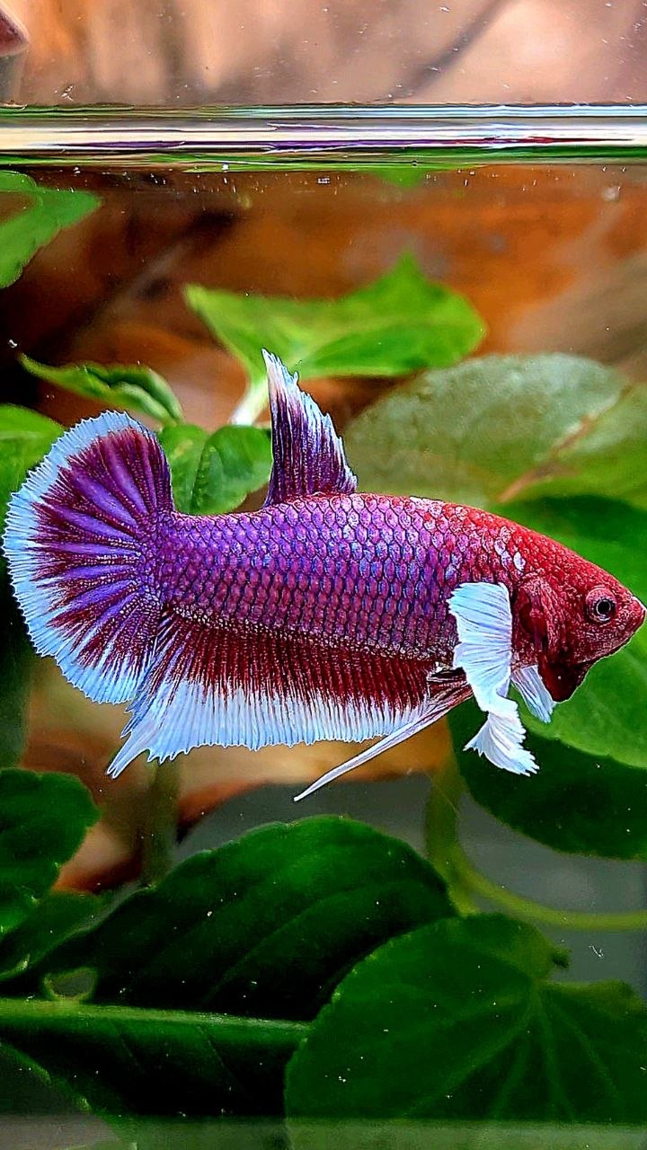 PLAKAT DUMBO EAR PURPLE RED HEAD LAVENDER BETTA FISH