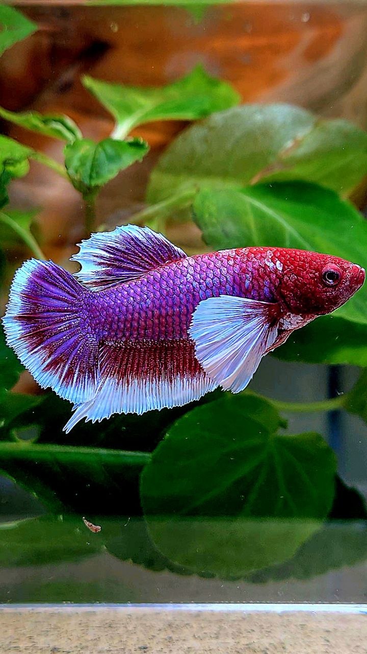 PLAKAT DUMBO EAR PURPLE RED HEAD LAVENDER BETTA FISH