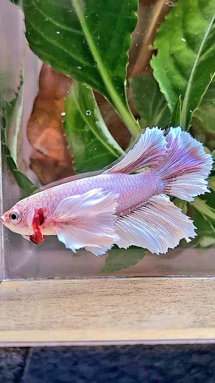 FEMALE HALFMOON SUPER DUMBO EAR WHITE LAVENDER BETTA FISH (minus eye)