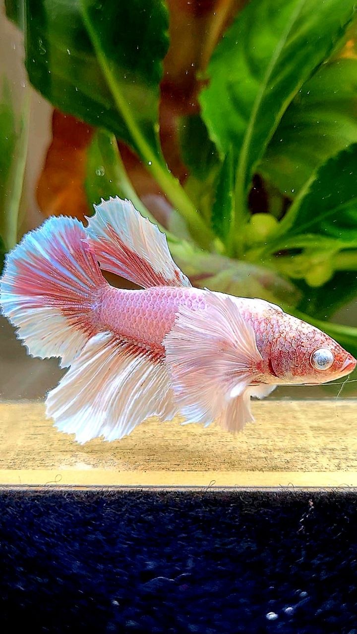 FEMALE HALFMOON SUPER DUMBO EAR WHITE LAVENDER BETTA FISH (minus eye)