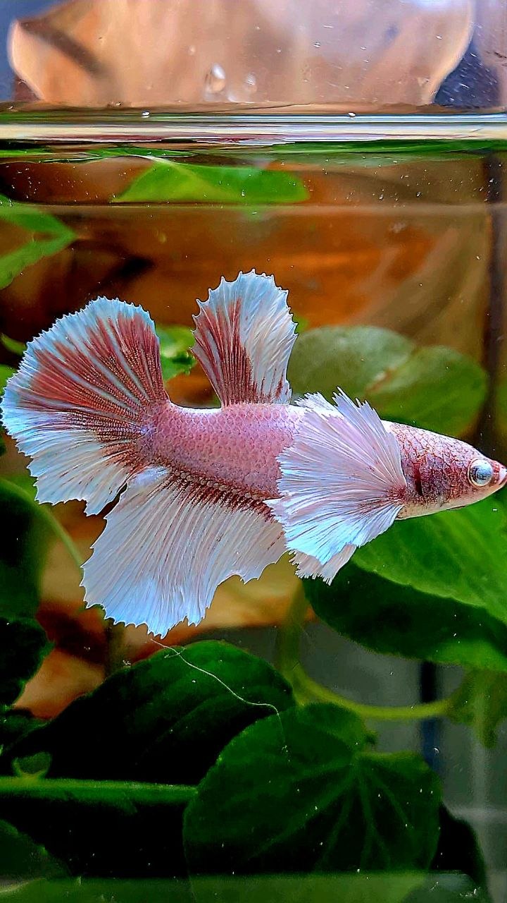 FEMALE HALFMOON SUPER DUMBO EAR WHITE LAVENDER BETTA FISH (minus eye)