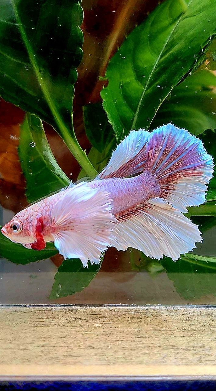 FEMALE HALFMOON SUPER DUMBO EAR WHITE LAVENDER BETTA FISH (minus eye)